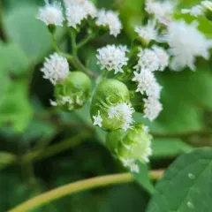 Boneset Flower Gall Midge thumbnail 1