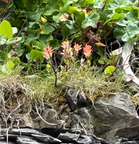 littoral paintbrush