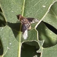 Paravilla separata thumbnail 3
