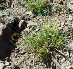 Cloud Sedge thumbnail 4