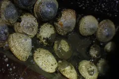 Button Shell thumbnail 1