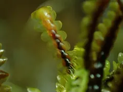 Bird's-foot Earwort thumbnail 3