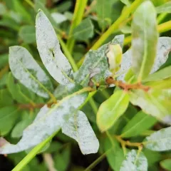 sallow mildew thumbnail 4
