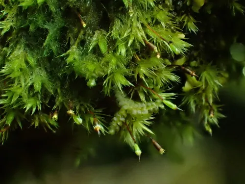 Dalton's Moss