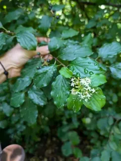 common dogwood thumbnail 4