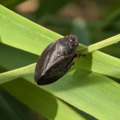 Red-legged Spittlebug thumbnail 3