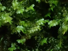 Plagiochila gracilis thumbnail 3