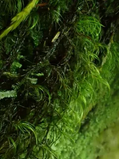 Curve-leaved Bow-moss thumbnail 3