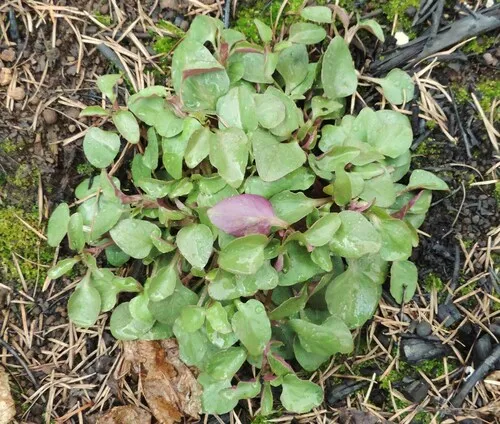 Diffuse Montia