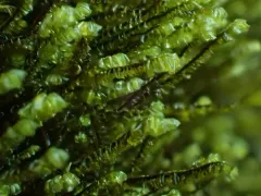 Plagiochila semidecurrens thumbnail 4