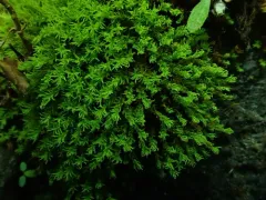 Summer-moss thumbnail 2
