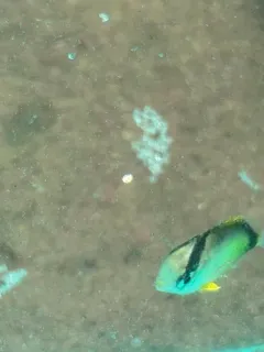 Spotfin Butterflyfish thumbnail 4