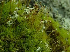 Starke's Fork-moss thumbnail 4