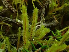 Plicanthus hirtellus thumbnail 4