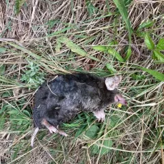Coast Mole thumbnail 4