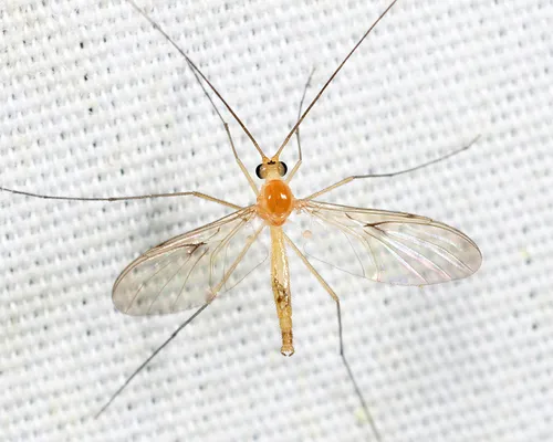 Macrocera inconcinna