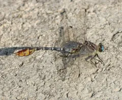 Flag-tailed Spinyleg thumbnail 4