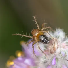 Striped Lynx Spider thumbnail 4