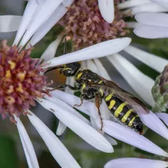 Myzinum maculatum thumbnail 3