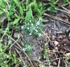 needleleaf navarretia thumbnail 4