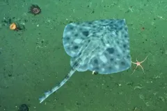 Aleutian Skate thumbnail 2