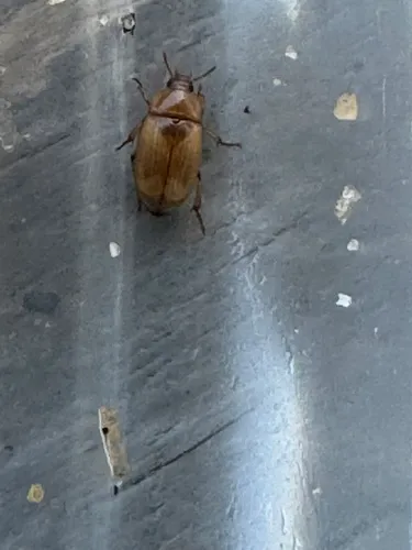 Phaleria testacea