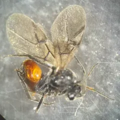 Spiked Pea Gall Wasp thumbnail 4