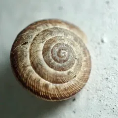 Wrinkled Snail thumbnail 4