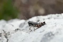 Montana Spur-throat Grasshopper thumbnail 3