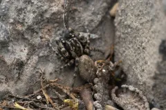 Terralonus mylothrus thumbnail 2