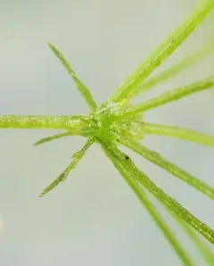 bearded stonewort thumbnail 3