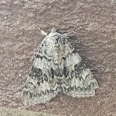 Semirelict Underwing Moth thumbnail 3
