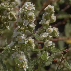 fernbush thumbnail 2