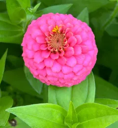 Elegant Zinnia thumbnail 3