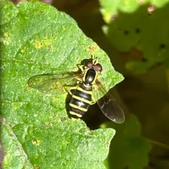 American Harlequin thumbnail 3