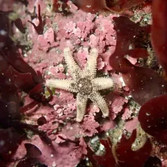 Six-rayed Star thumbnail 4