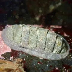 Cooper's Chiton thumbnail 4