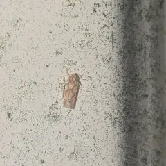 Erythroneura acuticephala thumbnail 2