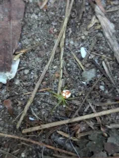Red-backed Orbweaver thumbnail 3