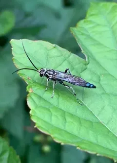 Coelichneumon pulcher thumbnail 1