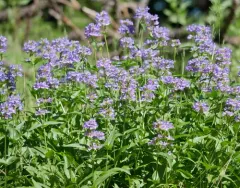 Rydberg's Beardtongue thumbnail 4