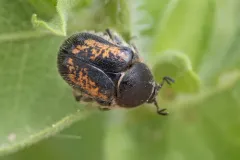 Euphoria pilipennis thumbnail 4