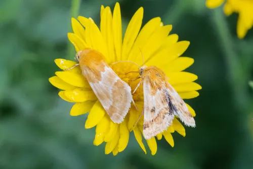 Alluring Schinia Moth