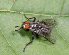 Boettcheria bisetosa thumbnail 1