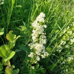 Northern Bedstraw thumbnail 3