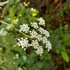 Rough chervil thumbnail 4