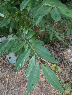 Sweet Chestnut thumbnail 4