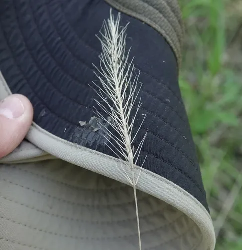 silky wild rye