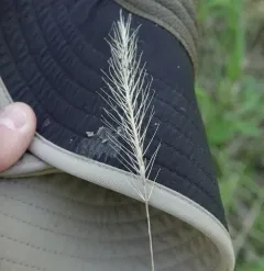 silky wild rye thumbnail 1