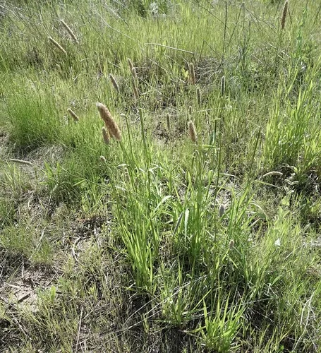 Creeping Foxtail